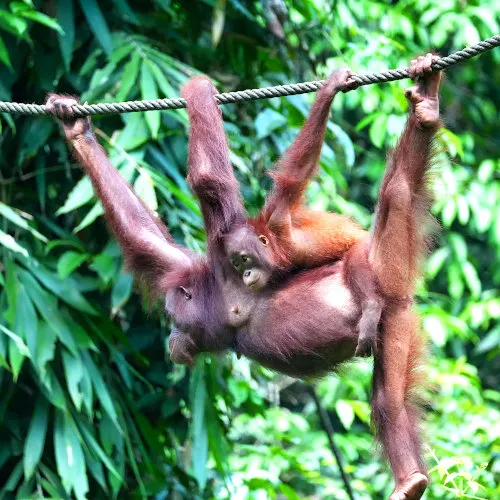 orangutan mother and baby