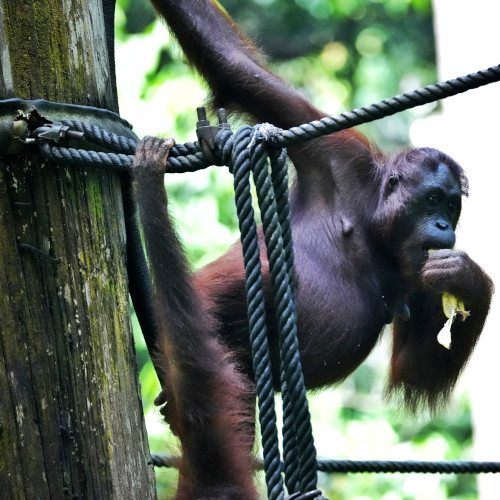 Sepilok Orangutan Rehabilitaion Center (11)s