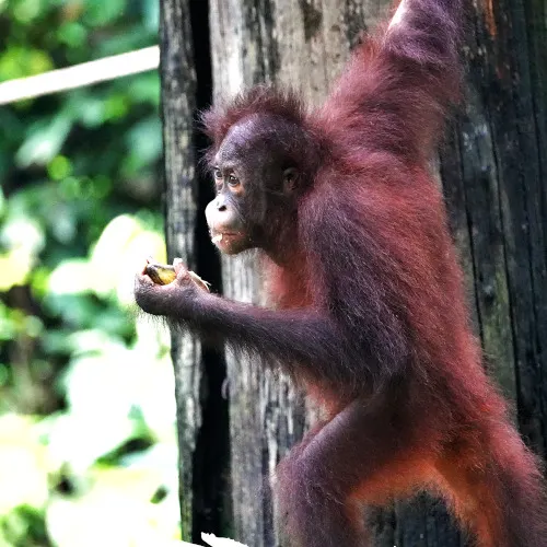 Sepilok Orangutan Rehabilitaion Center 