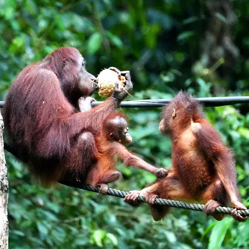 two orangutans