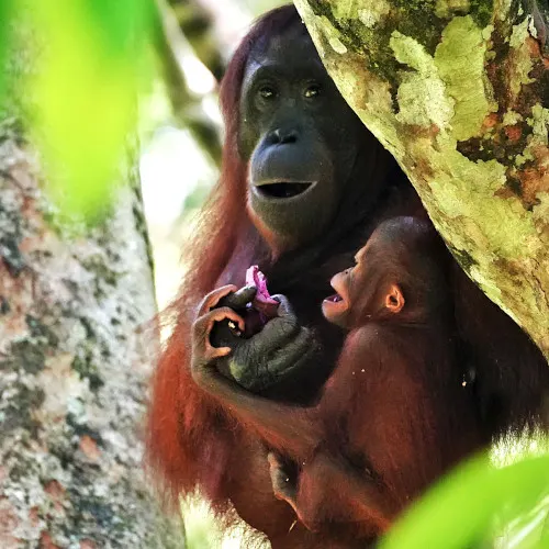 Orangutan with baby