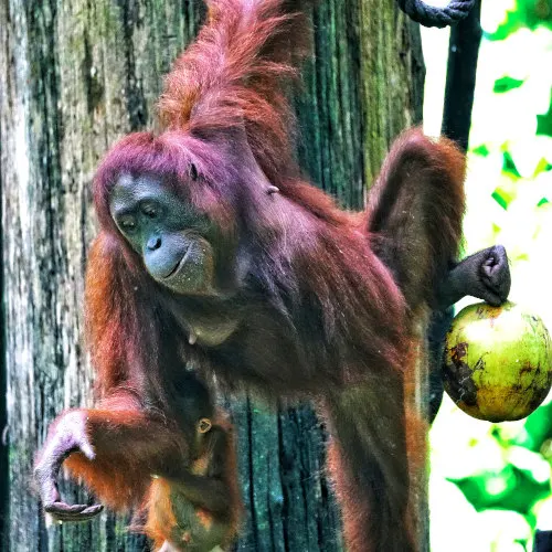 Sepilok Orangutan Rehabilitaion Center (1)s