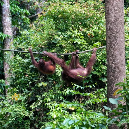 Sepilok Orangutan Rehabilitaion Center (4)s