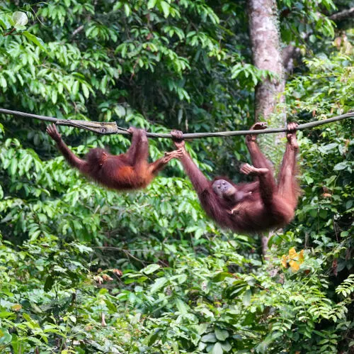  Sepilok Orangutan Rehabilitaion Center (5)s