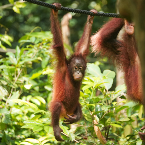 Sepilok Orangutan Rehabilitaion Center swinging orangutan
