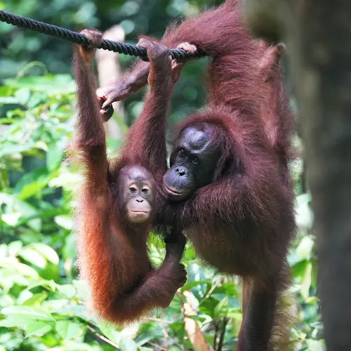 two orangutans 3