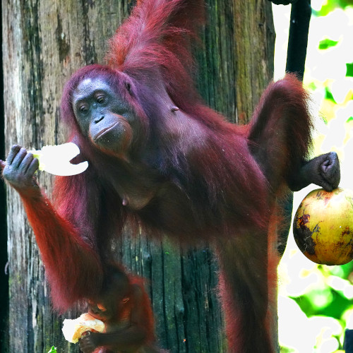 Sepilok Orangutan Rehabilitation Center 1