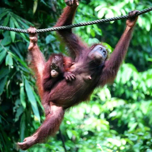 two orangutans 2