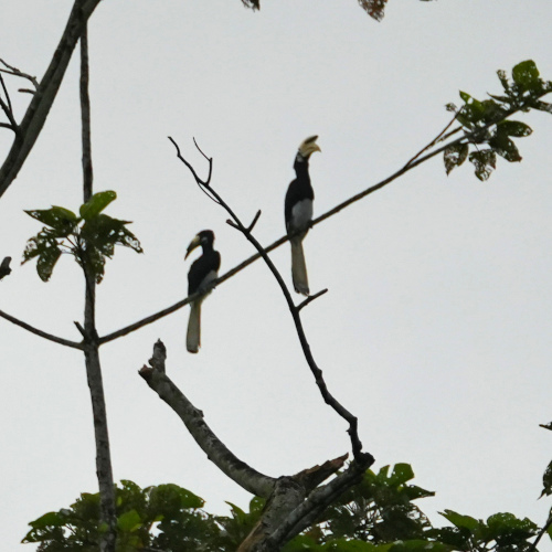 Oriental pied Hornbill, Kinabatangan river cruise 