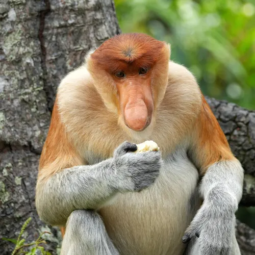 proboscis monkey alpha male , Sabah itinerary