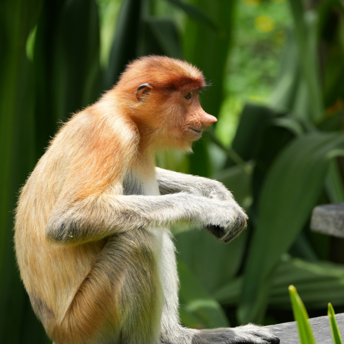 Labuk Bay Proboscis Monkey side 1