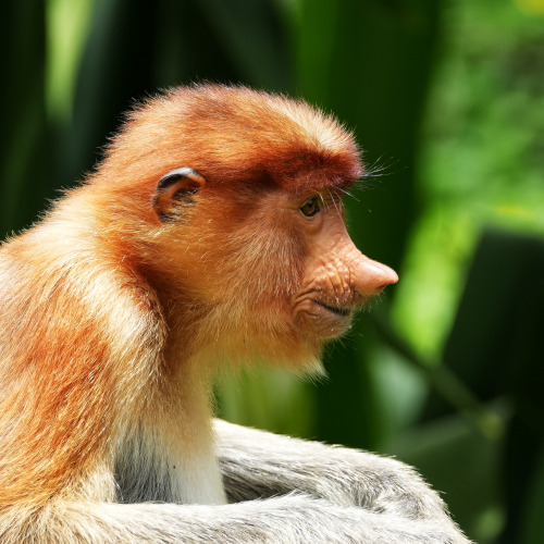 Labuk Bay Proboscis Monkey side 2