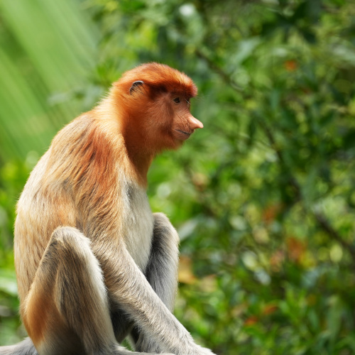 Labuk Bay Proboscis Monkey side 3