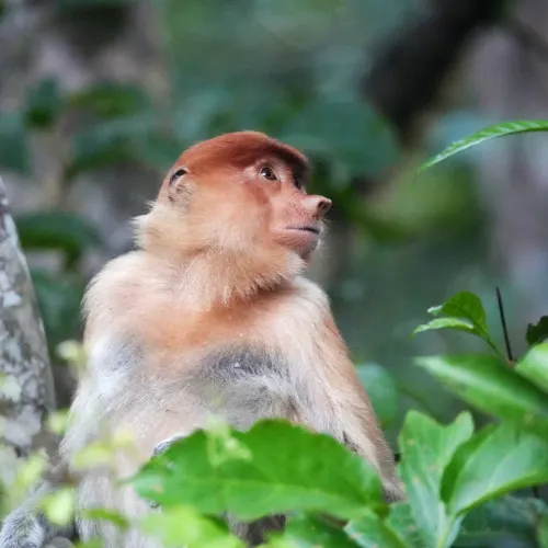 Proboscis monkey, Kinabatangan river cruise 