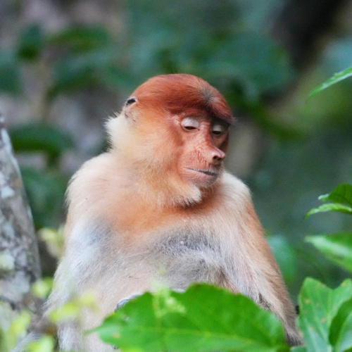 Proboscis monkey, Kinabatangan river cruise 