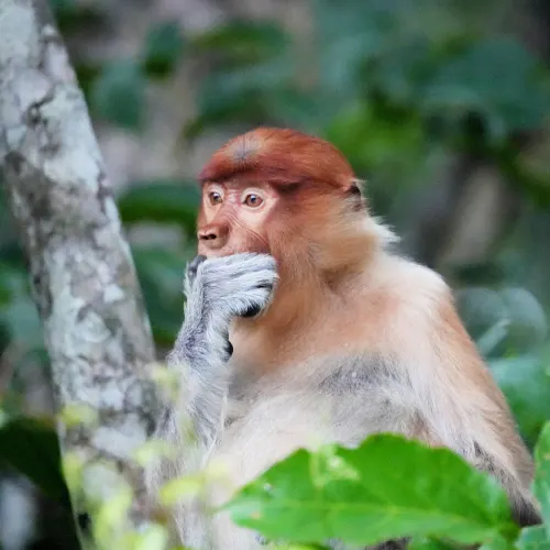 Proboscis monkey, Kinabatangan river cruise 