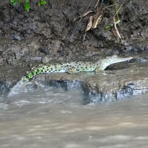 Saltwater crocodile 1 s