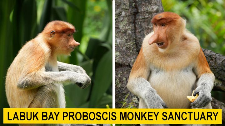 Labu Bay Proboscis Monkey Sanctuary featured image