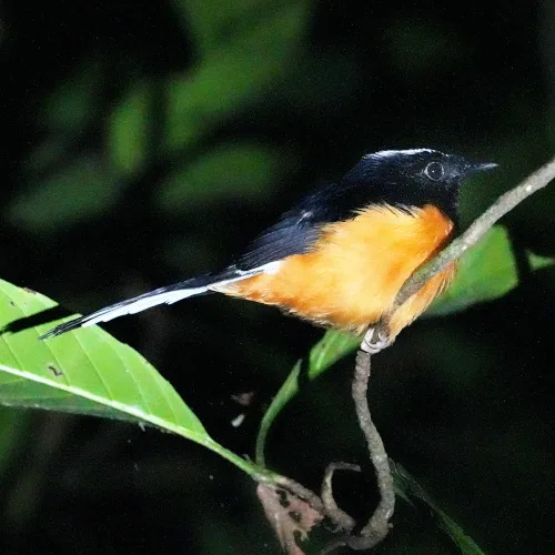 White-crowned shama s