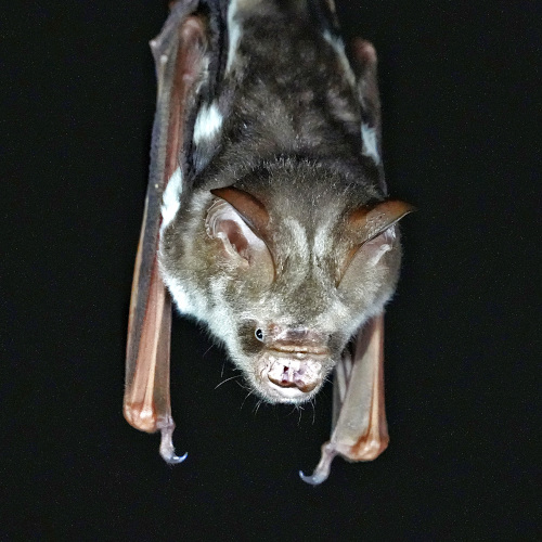 bat , Kinabatangan night walk