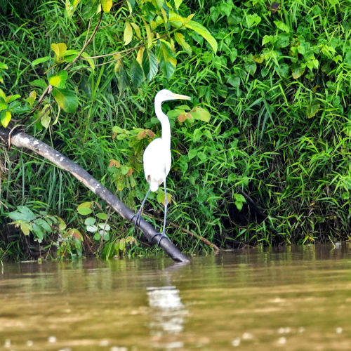 great egret, Kinabatangan river cruise 