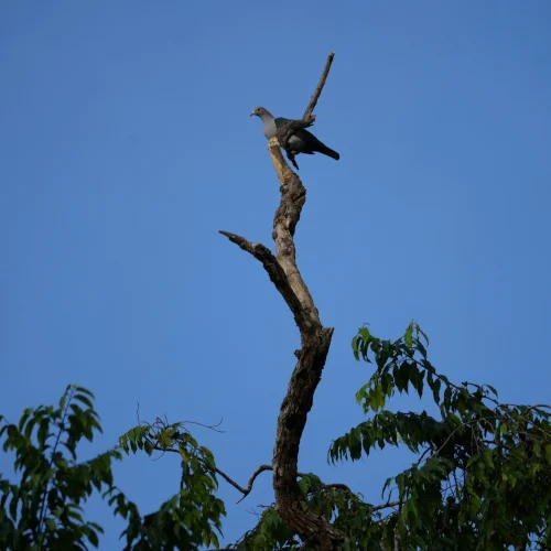 green imperial pigeon s