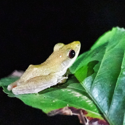 jaded tree frog s