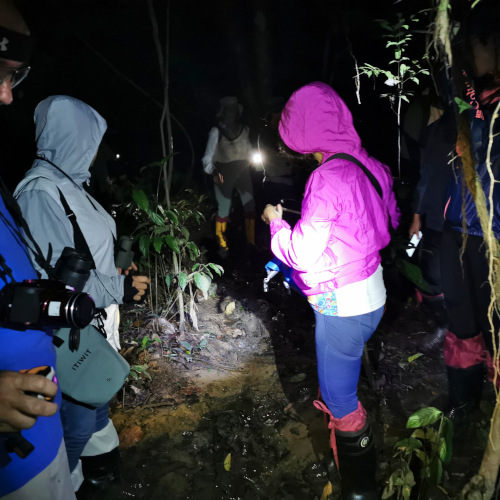 jungle walk at night