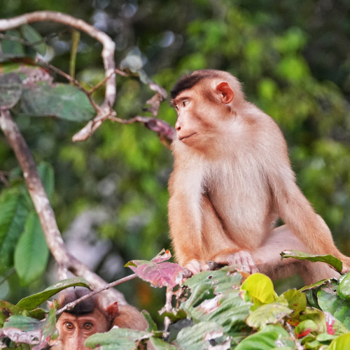 pigtail macaque 4 s