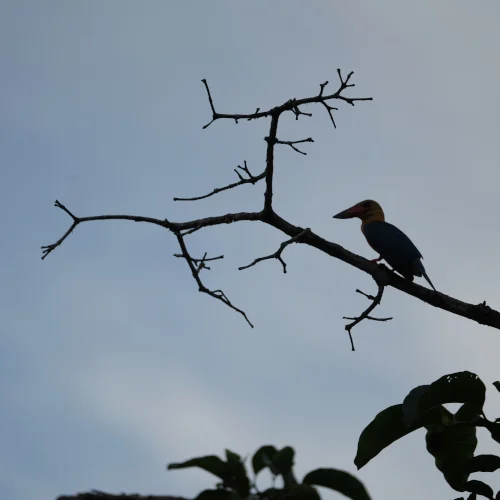 storkbill kingfisher, Kinabatangan river cruise 