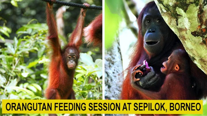 Sepilok orangutan rehabilitation centre featured image