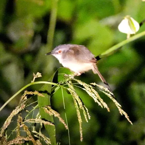 yellow-bellied prinia s