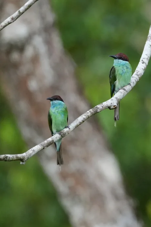 Blue-throated bee-eater