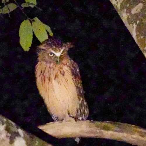 Buffy fish owl, Tabin Wildlife Reserve