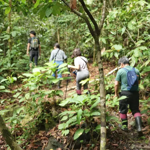 Lipad trail, Tabin Wildlife Reserve