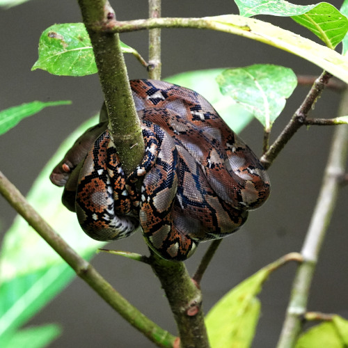 Reticulated python, Tabin Wildlife Reserve