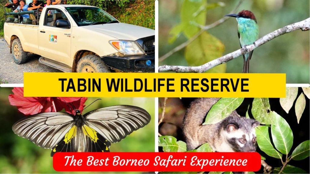 Tabin wildlife reserve video