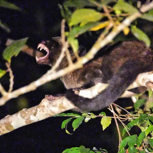 island palm civet