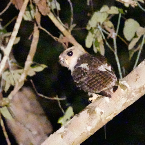 juvenile barred eagle owl