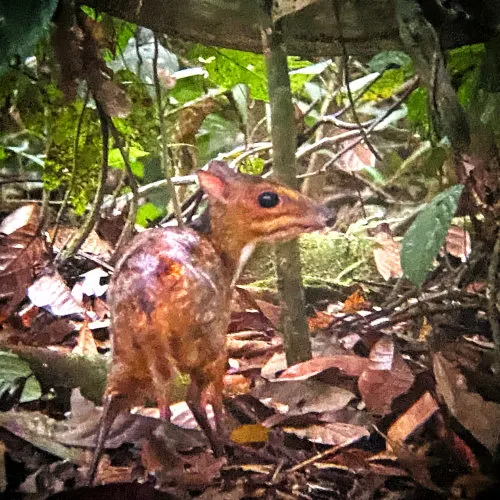 mouse-deer s