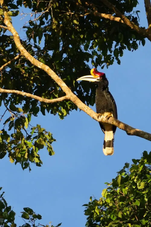 rhinoceros Hornbill at Tabin Wildlife Reserve