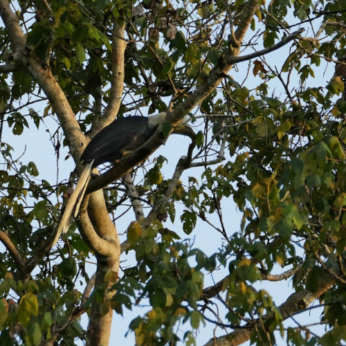 white crowned Hornbill at Tabin Wildlife Reserve