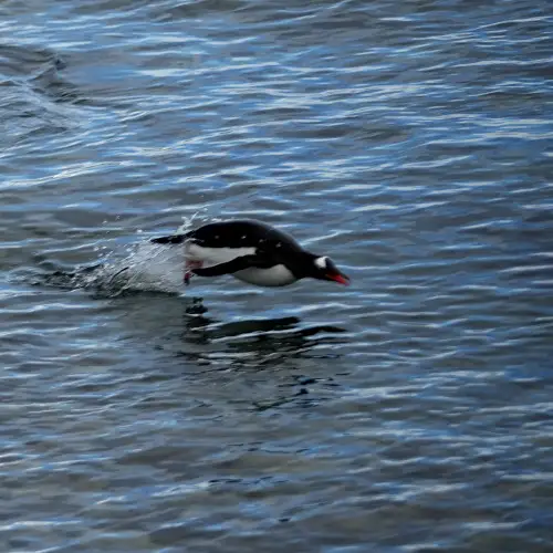 swimming penguinm 
