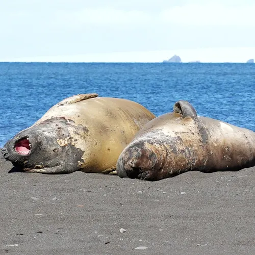 Adult-Elephant-seal-at-Telefon-Bay-7