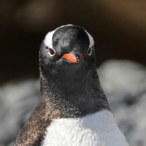 Brown-Bluff-13-gentoo-close-up, Antarctica trip