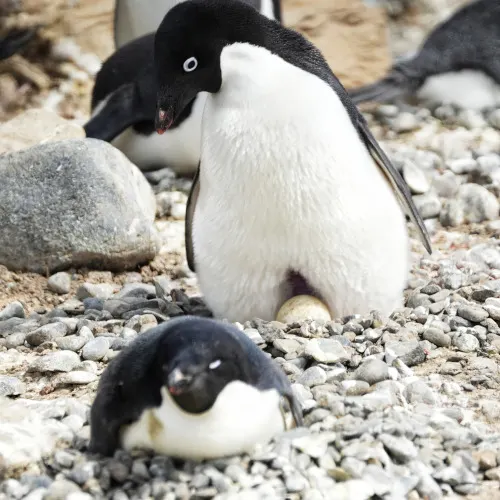 Brown-Bluff-36-penguin-with-egg, Antarctica trip