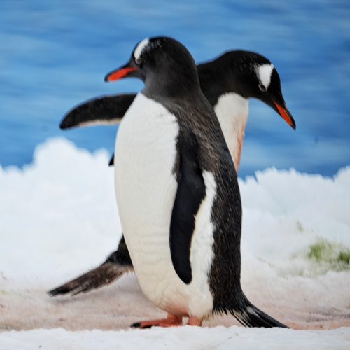 Antarctica trip penguin