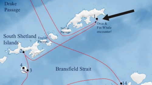 penguin island map
