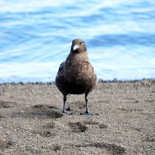 skua