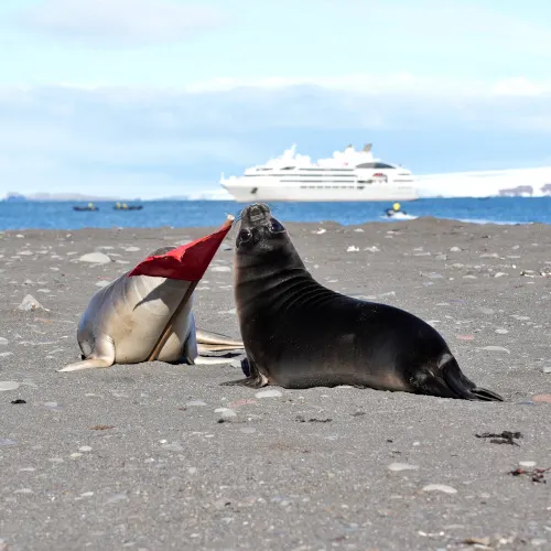 Deception Island young elephant seal